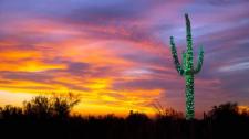 一株被灯带装饰了的树形仙人掌，亚利桑那州 (© Gallery Stock) Bing Everyday Wallpaper 2016-12-20