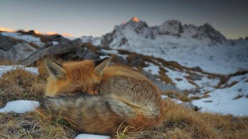 A red fox resting, Vanoise National Park, Rhône-Alpes, France (© Benjamin Barthelemy/Minden Pictures) Bing Everyday Wallpaper 2016-12-24
/tmp/UploadBetarmJb17 [Bing Everyday Wall Paper 2016-12-24] url = http://www.bing.com/az/hprichbg/rb/FoxCloseUpAlps_ROW13909094921_1920x1080.jpg

File Size (KB): 326.39 KB
Last Modified: November 26 2021 17:22:24
