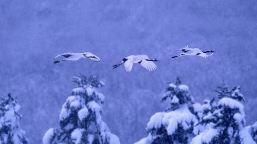 阿寒国立公园的丹顶鹤，日本北海道 (© Vincent Munier/Minden Pictures) Bing Everyday Wallpaper 2016-12-28
/tmp/UploadBetayaV0vC [Bing Everyday Wall Paper 2016-12-28] url = http://www.bing.com/az/hprichbg/rb/GrusJaponensis_ZH-CN8553179454_1920x1080.jpg

File Size (KB): 325.87 KB
Last Modified: November 26 2021 17:22:36
