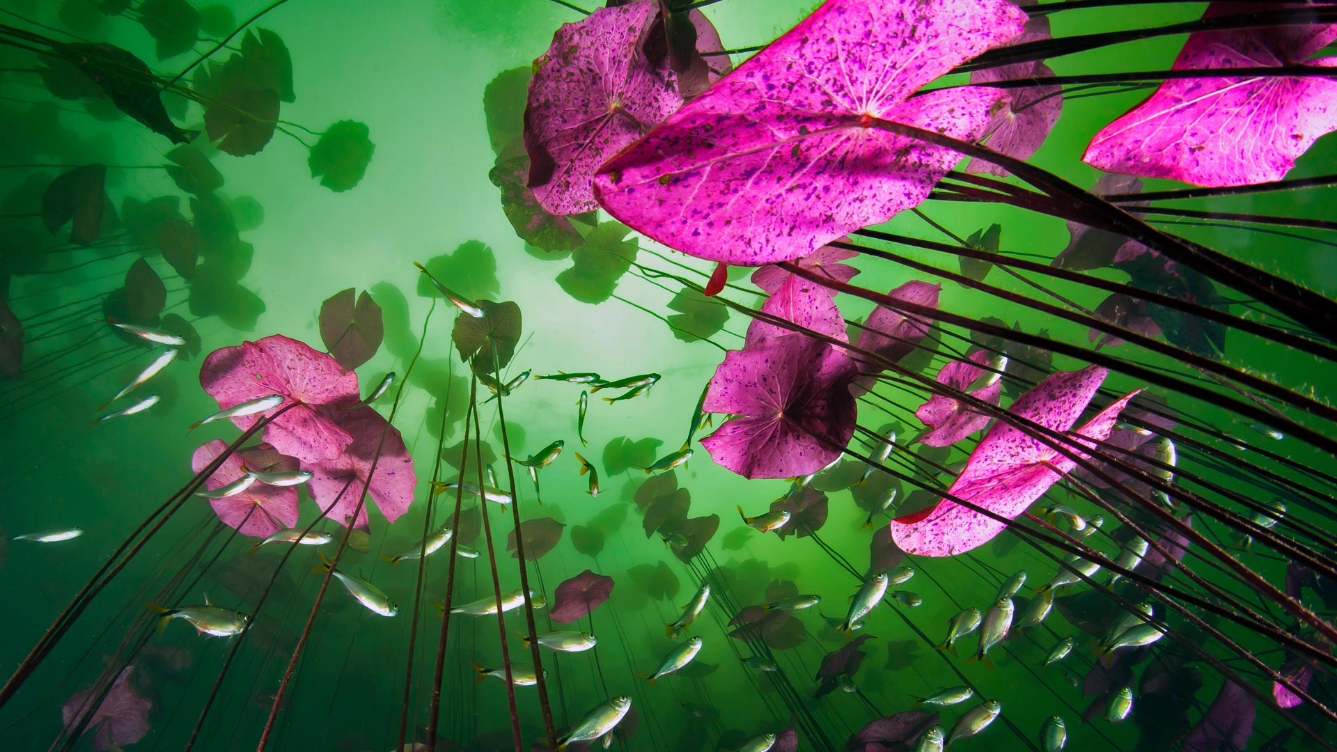 图卢姆附近的Aktun Ha 水井的水底视角，金塔纳罗奥，墨西哥 (© Christian Vizl/Tandem Stills + Motion) Bing Everyday Wallpaper 2017-01-03, j2FG4N [Bing Everyday Wall Paper 2017-01-03] url = http://www.bing.com/az/hprichbg/rb/CarWash_ZH-CN12705750866_1920x1080.jpg
