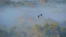 蓝黄相间的金刚鹦鹉在亚马逊雨林上空飞行， 巴西 (© Nicky van Veenendaal/500px) Bing Everyday Wallpaper 2017-01-05