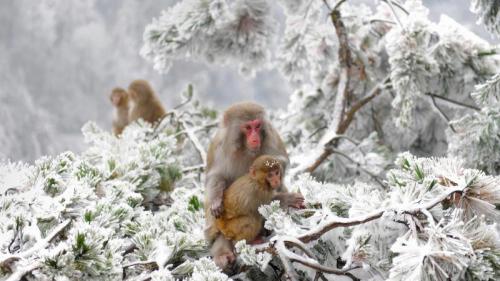 张家界附近武陵源旷野里的几只恒河猴，中国 (© Xinhua News Agency/REX/Shutterstock) Bing Everyday Wallpaper 2017-01-13
/tmp/UploadBeta0PEM7B [Bing Everyday Wall Paper 2017-01-13] url = http://www.bing.com/az/hprichbg/rb/MacaquesWulingyuan_ZH-CN8705472129_1920x1080.jpg

File Size (KB): 325.74 KB
Last Modified: November 26 2021 17:16:35
