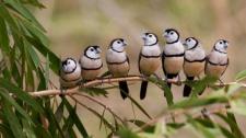 Double-barred finch flock at Gregory River, Queensland, Australia (© Martin Willis/Minden Pictures) Bing Everyday Wallpaper 2017-01-16