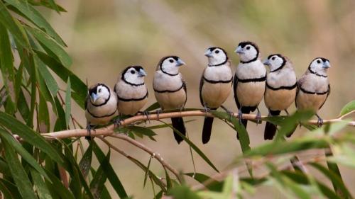 Double-barred finch flock at Gregory River, Queensland, Australia (© Martin Willis/Minden Pictures) Bing Everyday Wallpaper 2017-01-16
/tmp/UploadBetaGLkR56 [Bing Everyday Wall Paper 2017-01-16] url = http://www.bing.com/az/hprichbg/rb/BarredFinches_EN-AU8330229614_1920x1080.jpg

File Size (KB): 288.72 KB
Last Modified: November 26 2021 17:16:25
