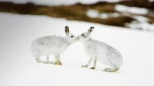 Mountain hares touching noses in Scotland (© Mark Hamblin/age fotostock) Bing Everyday Wallpaper 2017-01-16