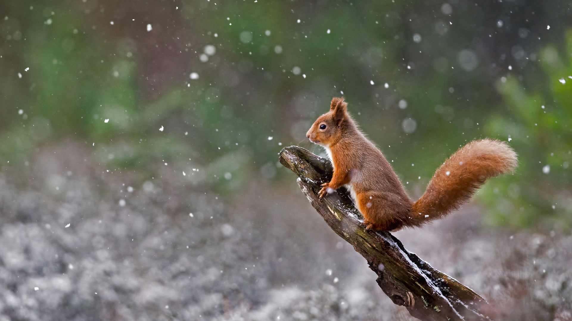 Eurasian red squirrel in Cairngorms National Park, Scotland (© Sue Demetriou/Offset) Bing Everyday Wallpaper 2017-01-21, T5x5RY [Bing Everyday Wall Paper 2017-01-21] url = http://www.bing.com/az/hprichbg/rb/ScottishSquirrel_EN-AU11482907877_1920x1080.jpg