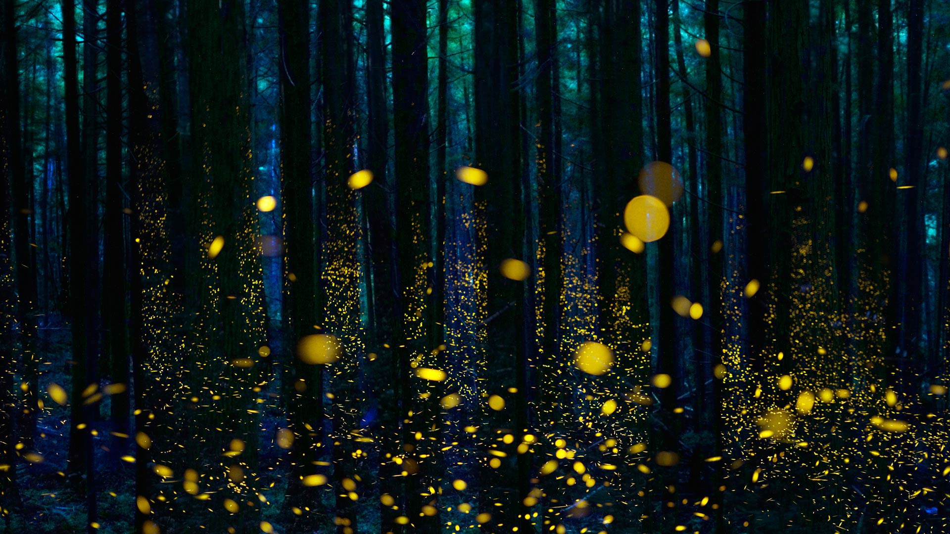 被萤火虫照亮的小树林，日本四国岛 (© Hiroya Minakuchi/Minden Pictures) Bing Everyday Wallpaper 2017-01-24, vRUfZG [Bing Everyday Wall Paper 2017-01-24] url = http://www.bing.com/az/hprichbg/rb/LuciolaCruciata_ZH-CN9063767400_1920x1080.jpg