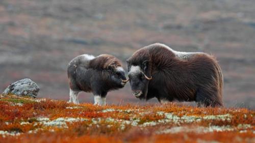 Moschusochse und Kalb im Dovrefjell-Sunndalsfjella-Nationalpark, Norwegen (© Christina Krutz/Getty Images) Bing Everyday Wallpaper 2017-01-25
/tmp/UploadBetalXewKg [Bing Everyday Wall Paper 2017-01-25] url = http://www.bing.com/az/hprichbg/rb/DovrefjellMuskox_DE-DE13957674933_1920x1080.jpg

File Size (KB): 322.15 KB
Last Modified: November 26 2021 17:16:51
