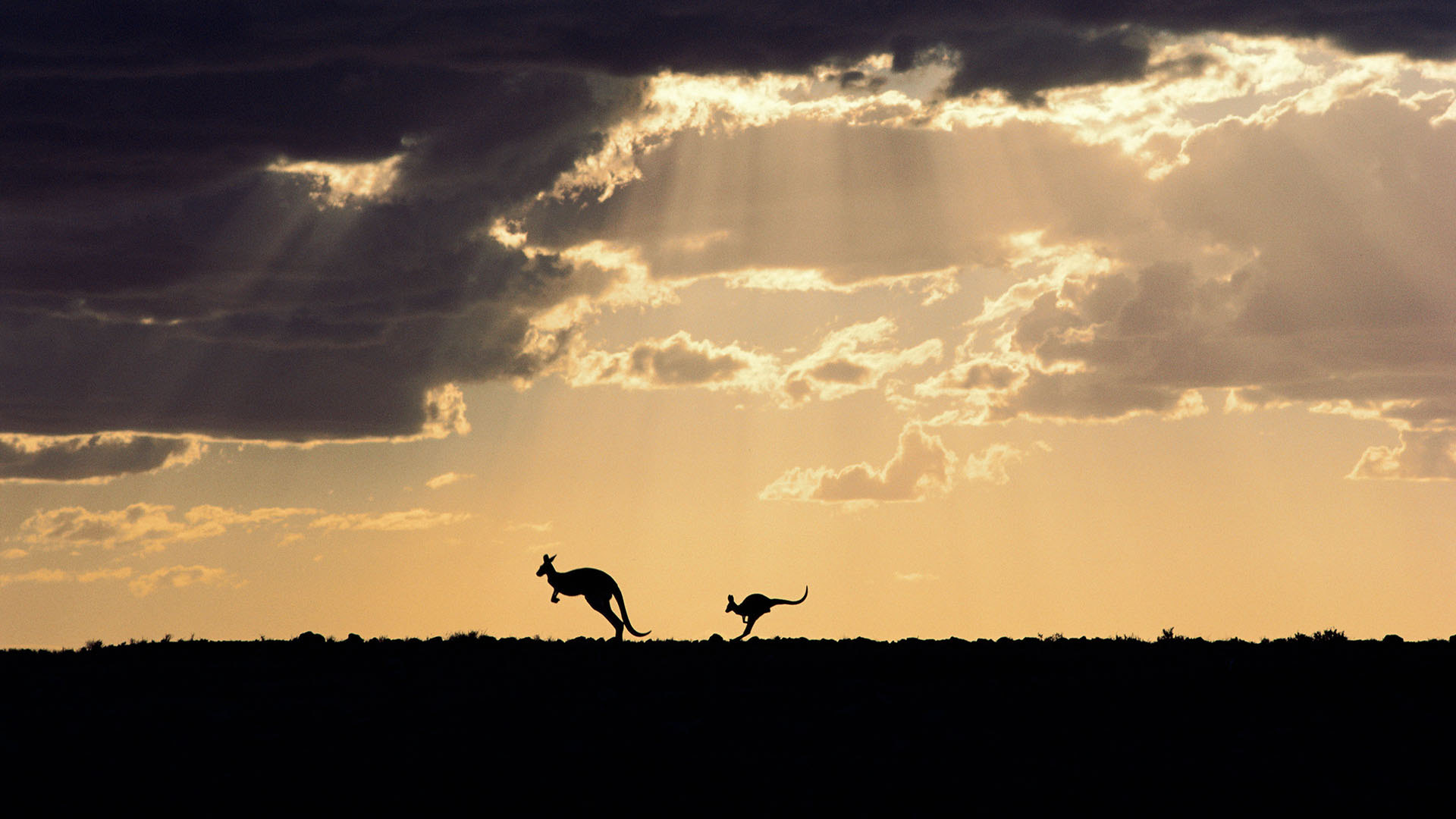 Silhouette of red kangaroos in Sturt National Park, New South Wales (© Mitsuaki Iwago/Minden Pictures) Bing Everyday Wallpaper 2017-01-26, TXLmPC [Bing Everyday Wall Paper 2017-01-26] url = http://www.bing.com/az/hprichbg/rb/KangarooDusk_EN-AU7757709490_1920x1080.jpg