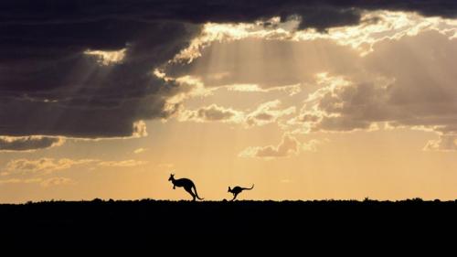 Silhouette of red kangaroos in Sturt National Park, New South Wales (© Mitsuaki Iwago/Minden Pictures) Bing Everyday Wallpaper 2017-01-26
/tmp/UploadBetaTXLmPC [Bing Everyday Wall Paper 2017-01-26] url = http://www.bing.com/az/hprichbg/rb/KangarooDusk_EN-AU7757709490_1920x1080.jpg

File Size (KB): 167.09 KB
Last Modified: November 26 2021 17:16:49
