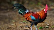A brown leghorn rooster (© Lukchai Chaimongkon/Getty Images) Bing Everyday Wallpaper 2017-01-28