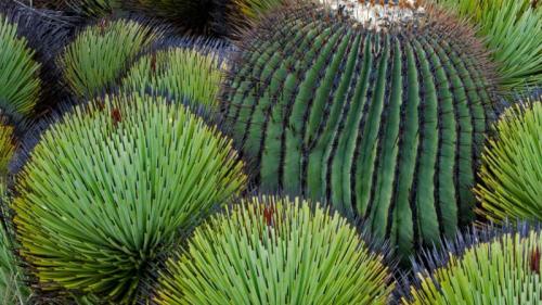 A giant barrel cactus and yucca plants in the Chihuahuan Desert, Mexico (© Patricio Robles Gil/Minden Pictures) Bing Everyday Wallpaper 2017-01-29
/tmp/UploadBetaJSPqBl [Bing Everyday Wall Paper 2017-01-29] url = http://www.bing.com/az/hprichbg/rb/BarrelCactus_EN-AU10497409936_1920x1080.jpg

File Size (KB): 334.18 KB
Last Modified: November 26 2021 17:16:25

