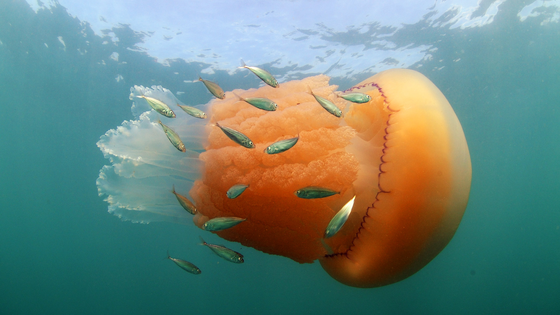 A barrel jellyfish and Atlantic horse mackerel at Kimmeridge Bay, Isle of Purbeck, Dorset (© Steve Trewhella/FLPA/Minden Pictures) Bing Everyday Wallpaper 2017-02-02, BxB1qK [Bing Everyday Wall Paper 2017-02-02] url = http://www.bing.com/az/hprichbg/rb/BarrelJellyfish_EN-GB10576354715_1920x1080.jpg