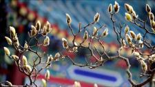 ｢木蓮のつぼみ｣中国, 北京 (© View Stock/Getty Images) Bing Everyday Wallpaper 2017-02-03