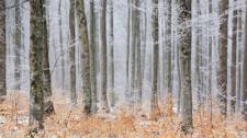Beech forest in frost, Serreyrède Path, Cévennes National Park, France (© Hemis/Alamy Stock Photo) Bing Everyday Wallpaper 2017-02-04
