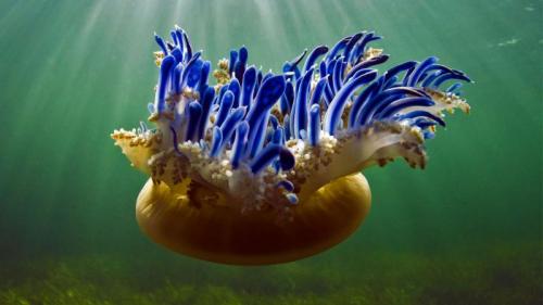 Upside-down jellyfish in Jardines de la Reina National Park, Cuba (© Pete Oxford/Minden Pictures) Bing Everyday Wallpaper 2017-02-12
/tmp/UploadBetaGd55jp [Bing Everyday Wall Paper 2017-02-12] url = http://www.bing.com/az/hprichbg/rb/Cassiopea_EN-AU10195421773_1920x1080.jpg

File Size (KB): 321.7 KB
Last Modified: November 26 2021 17:09:56
