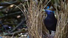 Satin bowerbird in Bunya Mountains National Park, Queensland (© Martin Willis/Minden Pictures) Bing Everyday Wallpaper 2017-02-13