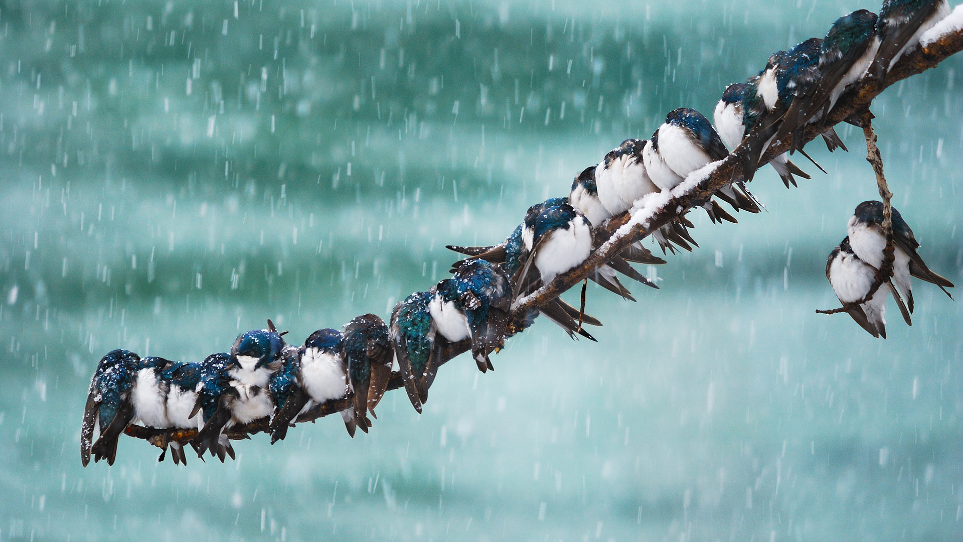 Tree swallows in a spring snowstorm in Whitehorse, Yukon, Canada (© Keith Williams/500px) Bing Everyday Wallpaper 2017-02-17, t8yqit [Bing Everyday Wall Paper 2017-02-17] url = http://www.bing.com/az/hprichbg/rb/TreeSwallows_ROW14055702744_1920x1080.jpg