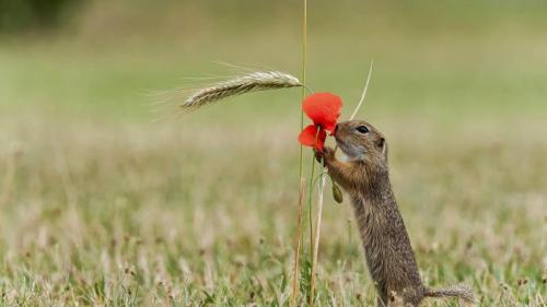Ein Europäischer Ziesel schnuppert an den Blüten eines Klatschmohns, Deutschland (© blickwinkel/Alamy Stock Photo) Bing Everyday Wallpaper 2017-03-20
/tmp/UploadBeta6fp6PV [Bing Everyday Wall Paper 2017-03-20] url = http://www.bing.com/az/hprichbg/rb/FruehlingKlatschmohn_DE-DE11309272088_1920x1080.jpg

File Size (KB): 320.79 KB
Last Modified: November 26 2021 17:21:27
