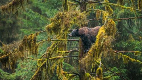 一只在Tongass国家森林公园的成年黑熊，阿拉斯加州 (© Mark Kelley/Tandem Stills + Motion) Bing Everyday Wallpaper 2017-03-21
/tmp/UploadBetaQihFBk [Bing Everyday Wall Paper 2017-03-21] url = http://www.bing.com/az/hprichbg/rb/DrizzlyBear_ZH-CN8074606058_1920x1080.jpg

File Size (KB): 329.29 KB
Last Modified: November 26 2021 17:17:07
