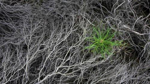 被烧焦的石南花中一颗刚萌芽的松树苗，Strabrechtse Heide，荷兰 (© Heike Odermatt/Minden Pictures) Bing Everyday Wallpaper 2017-03-26
/tmp/UploadBeta4J1jNF [Bing Everyday Wall Paper 2017-03-26] url = http://www.bing.com/az/hprichbg/rb/WildfireSapling_ZH-CN10766255059_1920x1080.jpg

File Size (KB): 327.28 KB
Last Modified: November 26 2021 17:21:26
