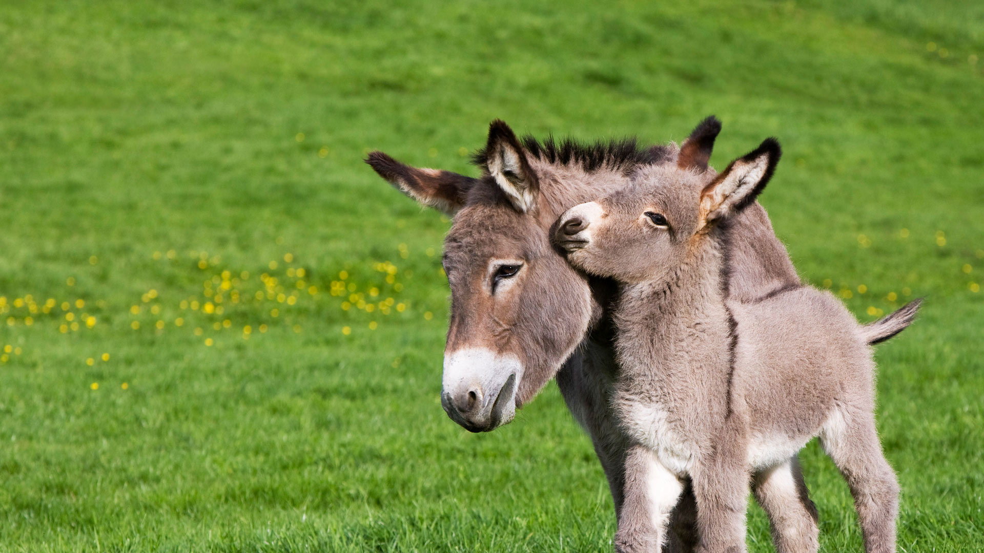 Cotentin donkey and foal in Normandy, France (© Klein and Hubert/Minden Pictures) Bing Everyday Wallpaper 2017-03-26, yligIZ [Bing Everyday Wall Paper 2017-03-26] url = http://www.bing.com/az/hprichbg/rb/CotentinDonkeys_EN-GB13762195936_1920x1080.jpg