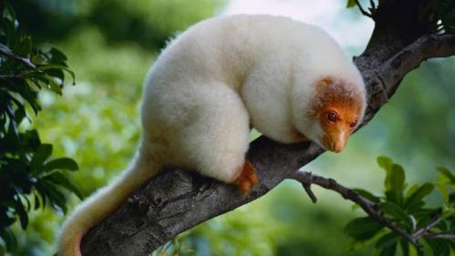 Common spotted cuscus (© Mitsuyoshi Tatematsu/Nature Production/Minden Pictures) Bing Everyday Wallpaper 2017-04-06
/tmp/UploadBetaXSVTAN [Bing Everyday Wall Paper 2017-04-06] url = http://www.bing.com/az/hprichbg/rb/Cuscus_EN-AU11205762318_1920x1080.jpg

File Size (KB): 276.25 KB
Last Modified: November 26 2021 17:09:54
