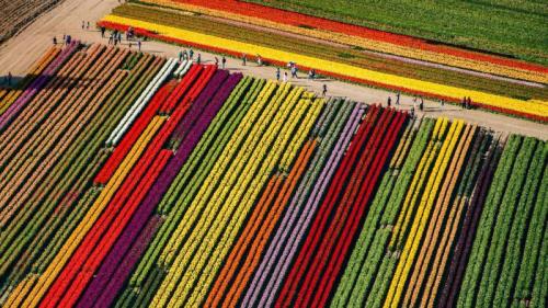 弗农山上绽放的郁金香，华盛顿 (© Pete Saloutos/plainpicture) Bing Everyday Wallpaper 2017-04-09
/tmp/UploadBetaA8cScm [Bing Everyday Wall Paper 2017-04-09] url = http://www.bing.com/az/hprichbg/rb/TulipFestival_ZH-CN8467334837_1920x1080.jpg

File Size (KB): 330.4 KB
Last Modified: November 26 2021 17:09:53
