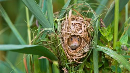 Harvest mouse nesting in reeds, France (© Klein and Hubert/Minden Pictures) Bing Everyday Wallpaper 2017-04-13
/tmp/UploadBeta0grLRZ [Bing Everyday Wall Paper 2017-04-13] url = http://www.bing.com/az/hprichbg/rb/HarvestMouseFR_ROW13438948069_1920x1080.jpg

File Size (KB): 328.46 KB
Last Modified: November 26 2021 17:09:47
