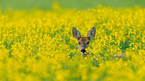 Reh im Rapsfeld, Hessen, Deutschland (© Michael Breuer/Getty Images) Bing Everyday Wallpaper 2017-04-18
/tmp/UploadBetaVK0GbB [Bing Everyday Wall Paper 2017-04-18] url = http://www.bing.com/az/hprichbg/rb/RehRaps_DE-DE7730726983_1920x1080.jpg

File Size (KB): 331.89 KB
Last Modified: November 26 2021 17:09:54
