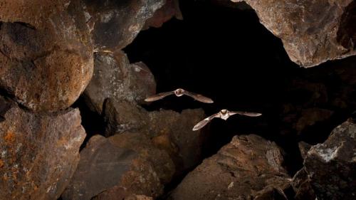 Myotis bats in Pond Cave, Craters of the Moon National Monument and Preserve, Idaho (© Michael Durham/Minden Pictures) Bing Everyday Wallpaper 2017-04-18
/tmp/UploadBetaHwFbsE [Bing Everyday Wall Paper 2017-04-18] url = http://www.bing.com/az/hprichbg/rb/BatCave_EN-US10431235354_1920x1080.jpg

File Size (KB): 322.14 KB
Last Modified: November 26 2021 17:09:54
