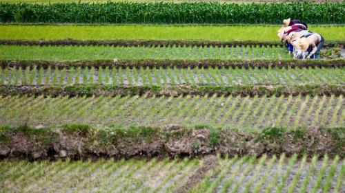 【今日谷雨】插秧的妇女，中国云南省大理市 (© Ingo Oeland/Alamy) Bing Everyday Wallpaper 2017-04-20
/tmp/UploadBetaI6Q4pb [Bing Everyday Wall Paper 2017-04-20] url = http://www.bing.com/az/hprichbg/rb/Farmers_ZH-CN10322126112_1920x1080.jpg

File Size (KB): 318.37 KB
Last Modified: November 26 2021 17:09:53
