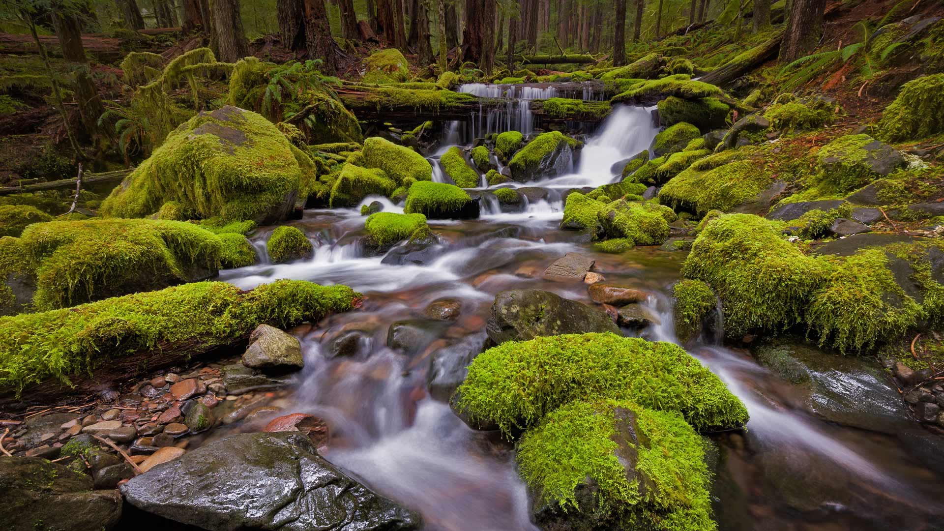 Sol Duc Valley region of Olympic National Park, Washington (© Ray Green/500px) Bing Everyday Wallpaper 2017-04-24, mDIAqI [Bing Everyday Wall Paper 2017-04-24] url = http://www.bing.com/az/hprichbg/rb/SolDucValley_EN-US10774187238_1920x1080.jpg