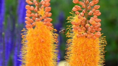 Biene im Anflug auf die Blüten einer Riesen-Steppenkerze, Bayreuth, Bayern, Deutschland (© Rüdiger Hess/geo-select FotoArt) Bing Everyday Wallpaper 2017-05-05
/tmp/UploadBetaaRGtHk [Bing Everyday Wall Paper 2017-05-05] url = http://www.bing.com/az/hprichbg/rb/BieneBlume_DE-DE9342739088_1920x1080.jpg

File Size (KB): 290.42 KB
Last Modified: November 26 2021 17:16:55
