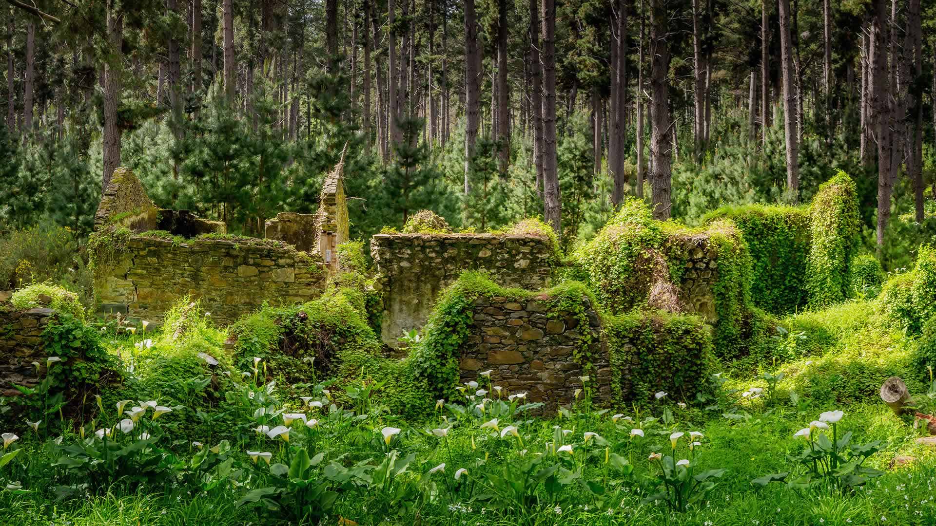 Remnants of buildings in forest, Fleurieu Peninsula, South Australia (© Scott Olver/500px) Bing Everyday Wallpaper 2017-05-08, nnCyUD [Bing Everyday Wall Paper 2017-05-08] url = http://www.bing.com/az/hprichbg/rb/CottageRuins_EN-AU8639296998_1920x1080.jpg