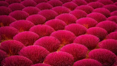 江门市新会区制香厂，中国广东省 (© Wallace Cheah/500px) Bing Everyday Wallpaper 2017-05-15
/tmp/UploadBetaO78hac [Bing Everyday Wall Paper 2017-05-15] url = http://www.bing.com/az/hprichbg/rb/IncenseFactory_ZH-CN12321813125_1920x1080.jpg

File Size (KB): 334.7 KB
Last Modified: November 26 2021 17:16:53
