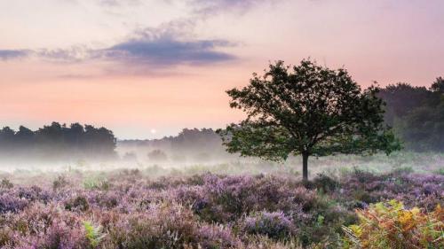 Morgendämmerung in der Wahner Heide nahe Troisdorf, Nordrhein-Westfalen, Deutschland (© Frank Lukasseck/4Corners) Bing Everyday Wallpaper 2017-05-24
/tmp/UploadBetaUAtdeT [Bing Everyday Wall Paper 2017-05-24] url = http://www.bing.com/az/hprichbg/rb/WahnerHeide_DE-DE13491300489_1920x1080.jpg

File Size (KB): 322.92 KB
Last Modified: November 26 2021 17:16:53
