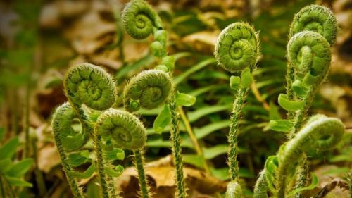 山谷瀑布公园内的蕨菜，美国康涅狄格州 (© Holcy/Getty Images) Bing Everyday Wallpaper 2017-05-26
/tmp/UploadBetajqskvA [Bing Everyday Wall Paper 2017-05-26] url = http://www.bing.com/az/hprichbg/rb/Fiddleheads_ZH-CN14463697077_1920x1080.jpg

File Size (KB): 294.19 KB
Last Modified: November 26 2021 17:16:56
