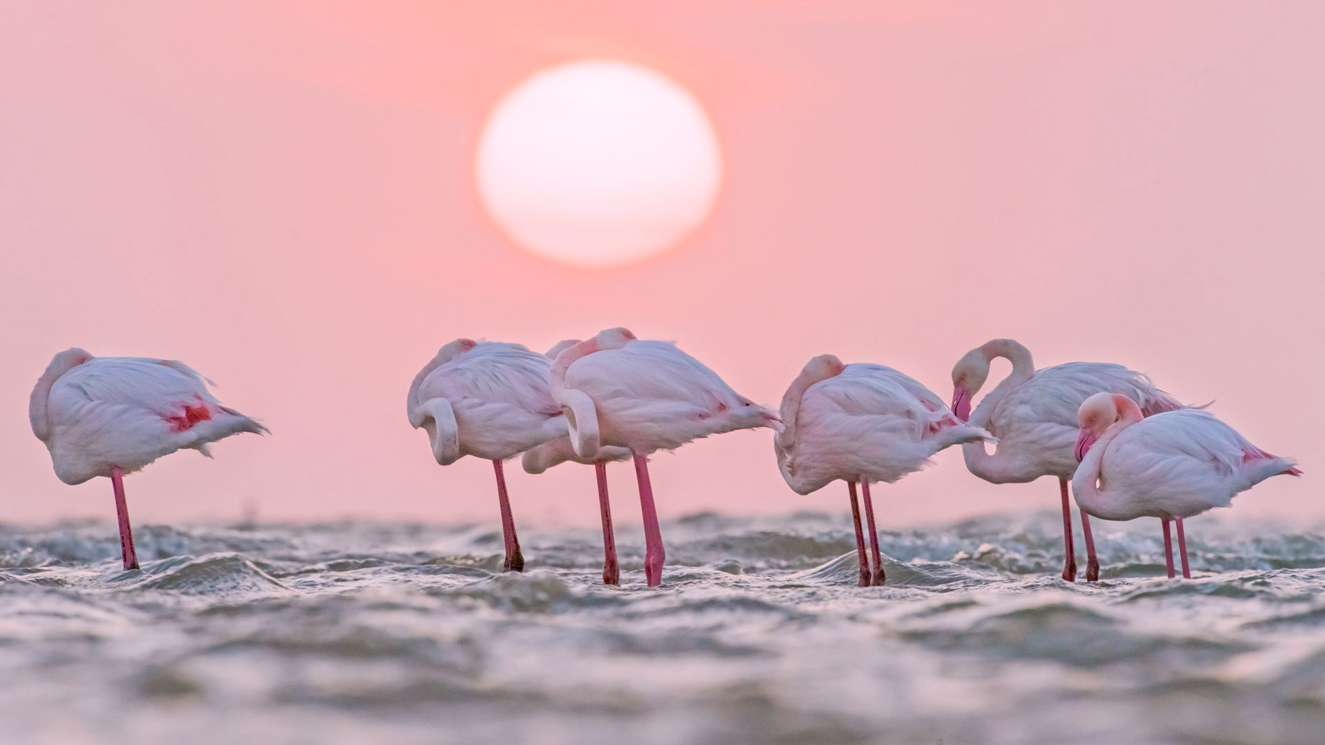 Greater flamingos in Walvis Bay, Namibia (© Yva Momatiuk and John Eastcott/Minden Pictures) Bing Everyday Wallpaper 2017-05-29, kEMq5q [Bing Everyday Wall Paper 2017-05-29] url = http://www.bing.com/az/hprichbg/rb/EuropeanFlamingo_EN-GB11283971815_1920x1080.jpg