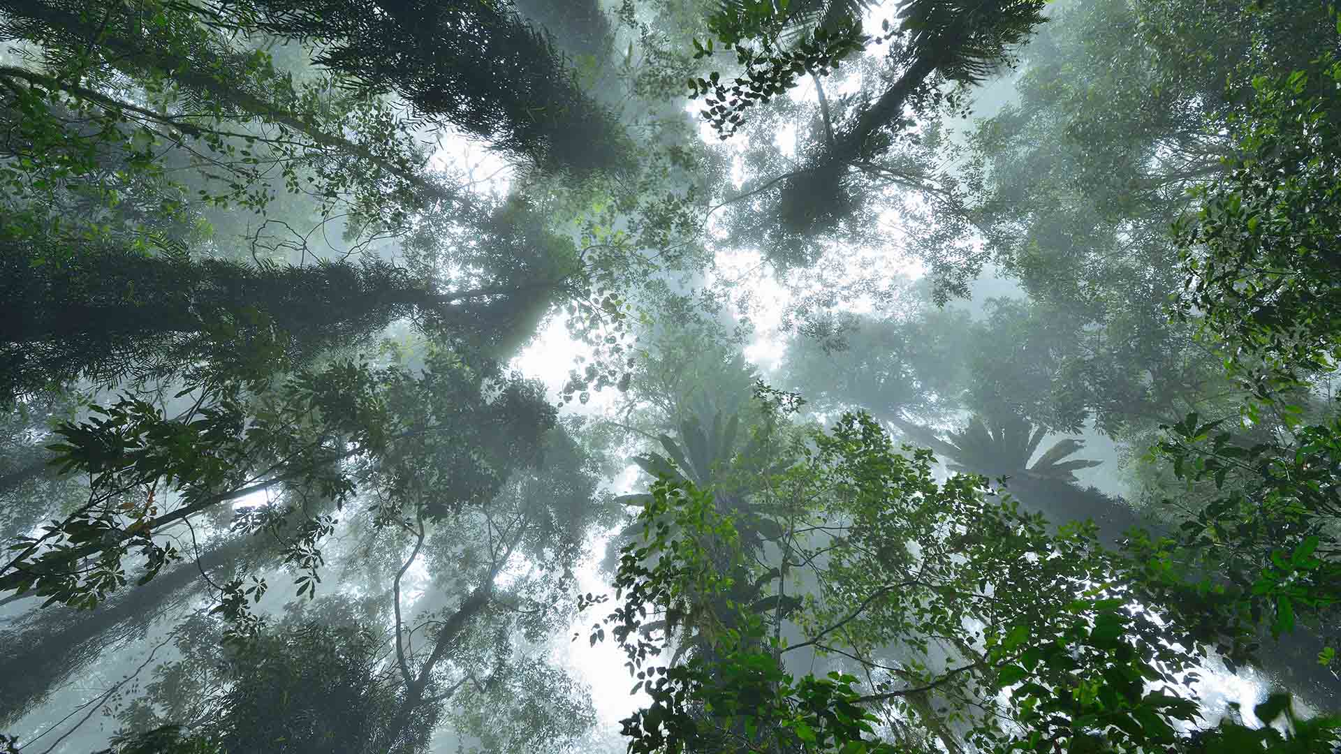 Looking upward at rainforest in Dorrigo National Park, New South Wales, Australia (© Radius Images/Offset) Bing Everyday Wallpaper 2017-06-03, YyZQRT [Bing Everyday Wall Paper 2017-06-03] url = http://www.bing.com/az/hprichbg/rb/DorrigoCanopy_EN-AU12544399764_1920x1080.jpg