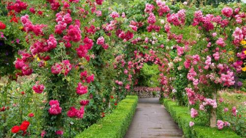 ｢ブッチャート・ガーデンのバラ園｣カナダ, ブリティッシュコロンビア (© Elfi Kluck/Getty Images) Bing Everyday Wallpaper 2017-06-05
/tmp/UploadBetarfoYI4 [Bing Everyday Wall Paper 2017-06-05] url = http://www.bing.com/az/hprichbg/rb/RoseGarden_JA-JP14316972473_1920x1080.jpg

File Size (KB): 327.59 KB
Last Modified: November 26 2021 17:21:54
