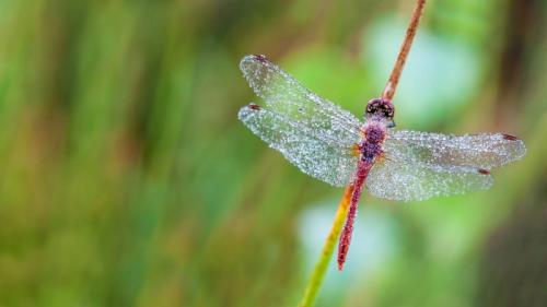 东佛兰德省荒地森林内的一只蜻蜓，比利时 (© Marcel Derweduwen/Shutterstock) Bing Everyday Wallpaper 2017-06-16
/tmp/UploadBetaB8o7eb [Bing Everyday Wall Paper 2017-06-16] url = http://www.bing.com/az/hprichbg/rb/FireDragonfly_ZH-CN9623816108_1920x1080.jpg

File Size (KB): 219.93 KB
Last Modified: November 26 2021 17:21:51
