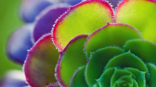 莲花掌属叶子的细节 (© Tim Gainey/Alamy) Bing Everyday Wallpaper 2017-06-19
/tmp/UploadBetaVo4QzB [Bing Everyday Wall Paper 2017-06-19] url = http://www.bing.com/az/hprichbg/rb/AeoniumLeaf_ZH-CN7490448951_1920x1080.jpg

File Size (KB): 291.24 KB
Last Modified: November 26 2021 17:21:56

