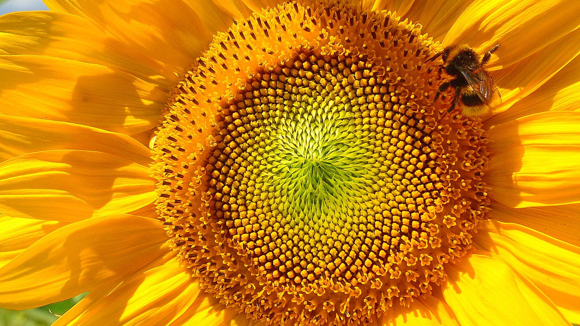Hummel und Sonnenblume, Viechtach, Bayern, Deutschland (© Rüdiger Hess/geo-select FotoArt) Bing Everyday Wallpaper 2017-06-21, eQ34Bn [Bing Everyday Wall Paper 2017-06-21] url = http://www.bing.com/az/hprichbg/rb/SonnenblumeHummel_DE-DE13411467664_1920x1080.jpg