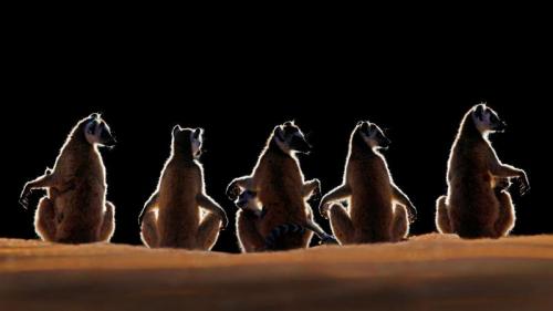 马达加斯加Berenty保护区内的环尾狐猴 (© Steve Bloom Images/Alamy) Bing Everyday Wallpaper 2017-06-26
/tmp/UploadBetaw5f64f [Bing Everyday Wall Paper 2017-06-26] url = http://www.bing.com/az/hprichbg/rb/MadagascarLemurs_ZH-CN7754035615_1920x1080.jpg

File Size (KB): 181.63 KB
Last Modified: November 26 2021 17:21:55
