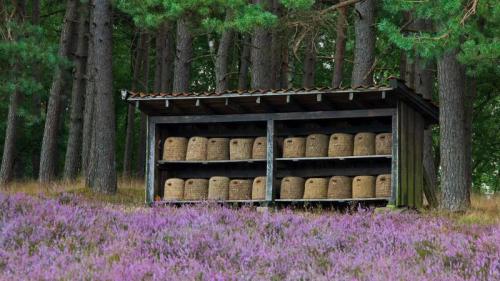 Bienenkörbe in einem Bienenstand, Lüneburger Heide, Niedersachsen, Deutschland (© Arterra/Getty Images) Bing Everyday Wallpaper 2017-06-27
/tmp/UploadBetapbjLm8 [Bing Everyday Wall Paper 2017-06-27] url = http://www.bing.com/az/hprichbg/rb/BienenLueneburg_DE-DE11849076494_1920x1080.jpg

File Size (KB): 329 KB
Last Modified: November 26 2021 17:21:57
