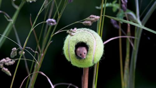A harvest mouse living in a tennis ball in Thetford, Norfolk (© David Tipling/Lonely Planet Images/Getty Images) Bing Everyday Wallpaper 2017-07-03
/tmp/UploadBetaH6lAbR [Bing Everyday Wall Paper 2017-07-03] url = http://www.bing.com/az/hprichbg/rb/HarvestMouse_EN-GB12154569641_1920x1080.jpg

File Size (KB): 322.09 KB
Last Modified: November 26 2021 17:17:04
