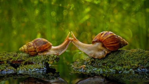 蜗牛之吻，印度尼西亚三发县 (© Solent News/Rex Shutterstock) Bing Everyday Wallpaper 2017-07-06
/tmp/UploadBeta7CrdiH [Bing Everyday Wall Paper 2017-07-06] url = http://www.bing.com/az/hprichbg/rb/SnailsKissing_ZH-CN7861942488_1920x1080.jpg

File Size (KB): 294.12 KB
Last Modified: November 26 2021 17:17:06
