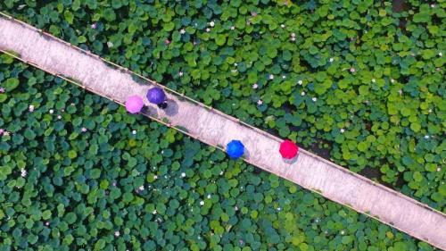 【今日小暑】游客在枣庄市台儿庄区运河湿地公园观赏莲花，中国山东省 (Gao Qimin/Xinhua/Alamy Live News) Bing Everyday Wallpaper 2017-07-07
/tmp/UploadBetaVRaD7o [Bing Everyday Wall Paper 2017-07-07] url = http://www.bing.com/az/hprichbg/rb/Umbrella_ZH-CN8238029705_1920x1080.jpg

File Size (KB): 314.22 KB
Last Modified: November 26 2021 17:17:03
