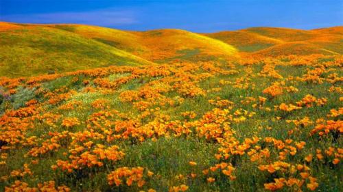 Antelope Valley Poppy Reserve near Lancaster, California (© Ron Thomas/Getty Images) Bing Everyday Wallpaper 2017-07-07
/tmp/UploadBeta3FsVK3 [Bing Everyday Wall Paper 2017-07-07] url = http://www.bing.com/az/hprichbg/rb/CaliforniaPoppies_EN-AU12155470897_1920x1080.jpg

File Size (KB): 326.84 KB
Last Modified: November 26 2021 17:17:03
